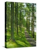 Path and Sunlight Through Pine Trees, Burtness Wood, Near Buttermere, Cumbria, England-Neale Clarke-Stretched Canvas