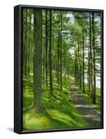 Path and Sunlight Through Pine Trees, Burtness Wood, Near Buttermere, Cumbria, England-Neale Clarke-Framed Photographic Print