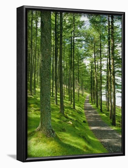 Path and Sunlight Through Pine Trees, Burtness Wood, Near Buttermere, Cumbria, England-Neale Clarke-Framed Photographic Print