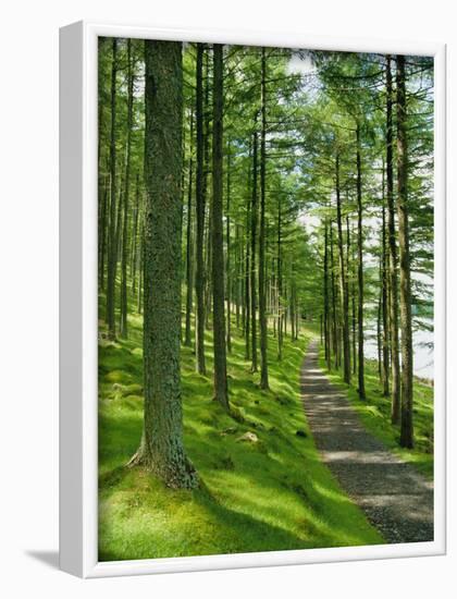 Path and Sunlight Through Pine Trees, Burtness Wood, Near Buttermere, Cumbria, England-Neale Clarke-Framed Photographic Print