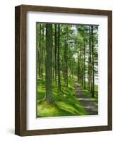 Path and Sunlight Through Pine Trees, Burtness Wood, Near Buttermere, Cumbria, England-Neale Clarke-Framed Photographic Print