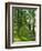 Path and Sunlight Through Pine Trees, Burtness Wood, Near Buttermere, Cumbria, England-Neale Clarke-Framed Photographic Print