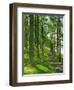 Path and Sunlight Through Pine Trees, Burtness Wood, Near Buttermere, Cumbria, England-Neale Clarke-Framed Photographic Print