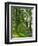 Path and Sunlight Through Pine Trees, Burtness Wood, Near Buttermere, Cumbria, England-Neale Clarke-Framed Photographic Print