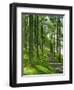 Path and Sunlight Through Pine Trees, Burtness Wood, Near Buttermere, Cumbria, England-Neale Clarke-Framed Photographic Print