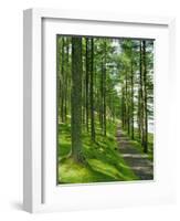 Path and Sunlight Through Pine Trees, Burtness Wood, Near Buttermere, Cumbria, England-Neale Clarke-Framed Photographic Print