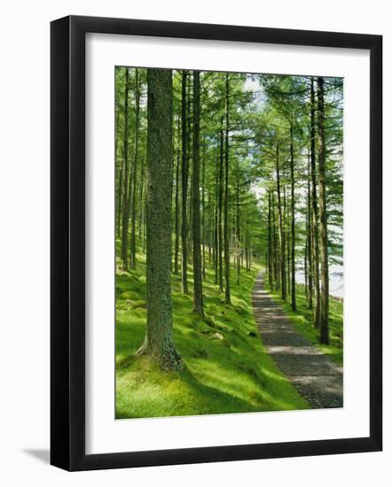 Path and Sunlight Through Pine Trees, Burtness Wood, Near Buttermere, Cumbria, England-Neale Clarke-Framed Photographic Print