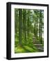 Path and Sunlight Through Pine Trees, Burtness Wood, Near Buttermere, Cumbria, England-Neale Clarke-Framed Photographic Print