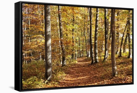 Path in a Forest in Autumn, Swabian Alb, Baden Wurttemberg, Germany, Europe-Markus Lange-Framed Stretched Canvas