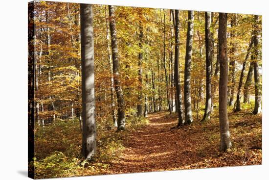 Path in a Forest in Autumn, Swabian Alb, Baden Wurttemberg, Germany, Europe-Markus Lange-Stretched Canvas