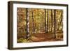 Path in a Forest in Autumn, Swabian Alb, Baden Wurttemberg, Germany, Europe-Markus Lange-Framed Photographic Print