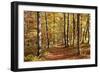 Path in a Forest in Autumn, Swabian Alb, Baden Wurttemberg, Germany, Europe-Markus Lange-Framed Photographic Print