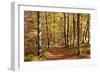 Path in a Forest in Autumn, Swabian Alb, Baden Wurttemberg, Germany, Europe-Markus Lange-Framed Photographic Print