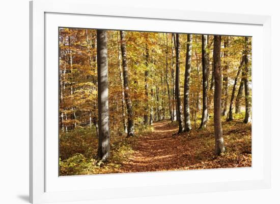 Path in a Forest in Autumn, Swabian Alb, Baden Wurttemberg, Germany, Europe-Markus Lange-Framed Photographic Print