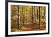 Path in a Forest in Autumn, Swabian Alb, Baden Wurttemberg, Germany, Europe-Markus Lange-Framed Photographic Print