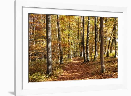 Path in a Forest in Autumn, Swabian Alb, Baden Wurttemberg, Germany, Europe-Markus Lange-Framed Photographic Print