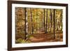 Path in a Forest in Autumn, Swabian Alb, Baden Wurttemberg, Germany, Europe-Markus Lange-Framed Photographic Print