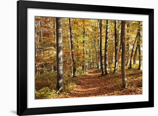 Path in a Forest in Autumn, Swabian Alb, Baden Wurttemberg, Germany, Europe-Markus Lange-Framed Photographic Print