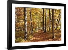 Path in a Forest in Autumn, Swabian Alb, Baden Wurttemberg, Germany, Europe-Markus Lange-Framed Photographic Print