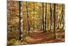 Path in a Forest in Autumn, Swabian Alb, Baden Wurttemberg, Germany, Europe-Markus Lange-Mounted Photographic Print