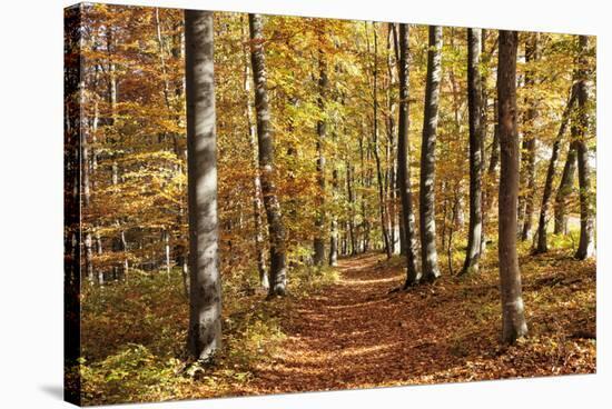 Path in a Forest in Autumn, Swabian Alb, Baden Wurttemberg, Germany, Europe-Markus Lange-Stretched Canvas