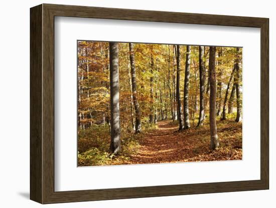 Path in a Forest in Autumn, Swabian Alb, Baden Wurttemberg, Germany, Europe-Markus Lange-Framed Photographic Print
