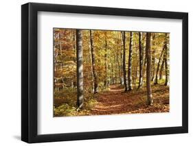 Path in a Forest in Autumn, Swabian Alb, Baden Wurttemberg, Germany, Europe-Markus Lange-Framed Photographic Print