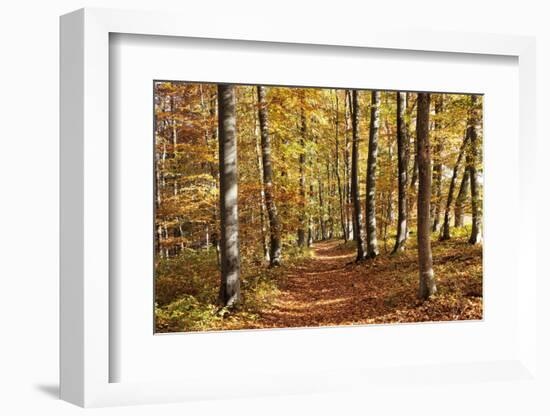 Path in a Forest in Autumn, Swabian Alb, Baden Wurttemberg, Germany, Europe-Markus Lange-Framed Photographic Print