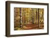 Path in a Forest in Autumn, Swabian Alb, Baden Wurttemberg, Germany, Europe-Markus Lange-Framed Premium Photographic Print