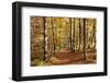 Path in a Forest in Autumn, Swabian Alb, Baden Wurttemberg, Germany, Europe-Markus Lange-Framed Premium Photographic Print