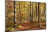 Path in a Forest in Autumn, Swabian Alb, Baden Wurttemberg, Germany, Europe-Markus Lange-Mounted Premium Photographic Print