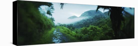 Path in a Rainforest, Cayo District, Belize-null-Stretched Canvas