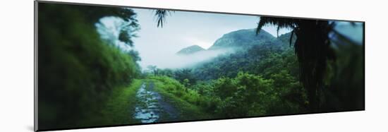 Path in a Rainforest, Cayo District, Belize-null-Mounted Photographic Print