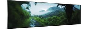 Path in a Rainforest, Cayo District, Belize-null-Mounted Photographic Print