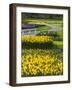 Path in Daffodil Garden-Anna Miller-Framed Photographic Print