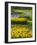 Path in Daffodil Garden-Anna Miller-Framed Photographic Print