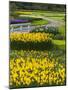 Path in Daffodil Garden-Anna Miller-Mounted Photographic Print