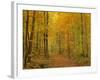 Path in Forest Path Leading Through Beech Forest-null-Framed Photographic Print