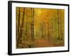 Path in Forest Path Leading Through Beech Forest-null-Framed Photographic Print