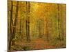 Path in Forest Path Leading Through Beech Forest-null-Mounted Photographic Print