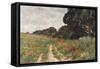Path in Poppy Field-null-Framed Stretched Canvas