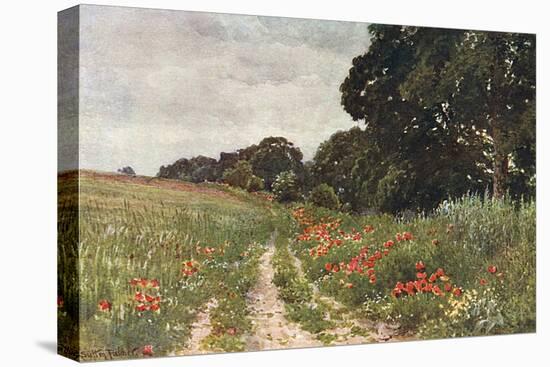 Path in Poppy Field-null-Stretched Canvas