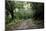 Path in Shola Forest, Eravikulam National Park, Kerala, India, Asia-Balan Madhavan-Mounted Photographic Print