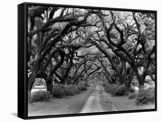 Path In The Oaks #2, Louisiana-Monte Nagler-Framed Stretched Canvas