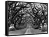 Path In The Oaks #2, Louisiana-Monte Nagler-Framed Stretched Canvas