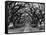 Path In The Oaks #2, Louisiana-Monte Nagler-Framed Stretched Canvas