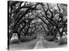 Path In The Oaks #2, Louisiana-Monte Nagler-Stretched Canvas