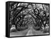 Path In The Oaks #2, Louisiana-Monte Nagler-Framed Stretched Canvas