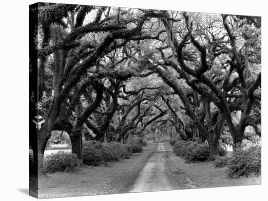 Path In The Oaks #2, Louisiana-Monte Nagler-Stretched Canvas