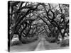 Path In The Oaks #2, Louisiana-Monte Nagler-Stretched Canvas